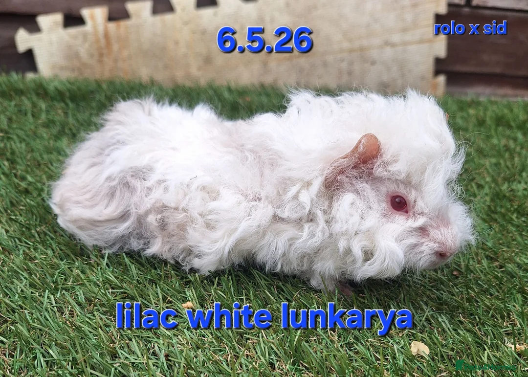 Guinea Pig rodents for sale: Fluffy baby boy male guinea pigs - Advert 2