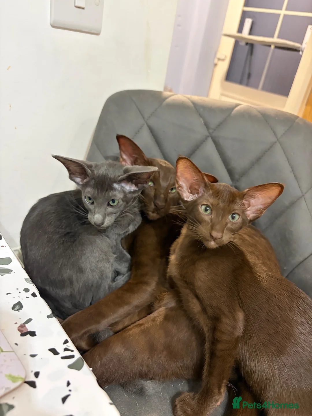 Oriental cats for sale: Gorgeous Oriental Kittens ready now - Advert 1