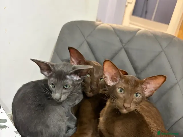 Oriental cats for sale: Gorgeous Oriental Kittens ready now - Advert 5