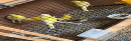 Canaries birds for sale: Variegated canaries - Advert 3