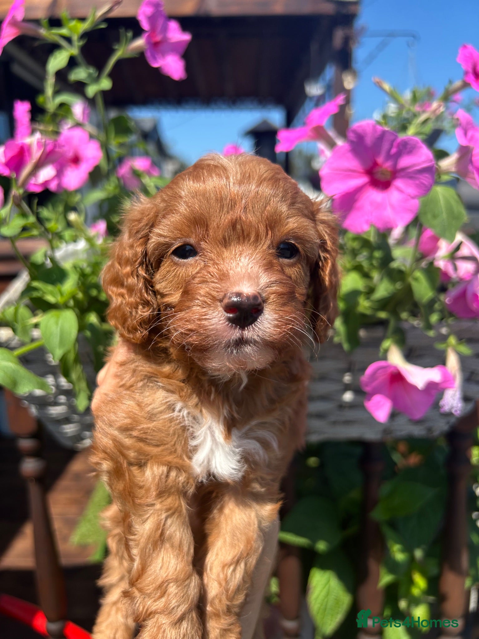 Cavapoo dogs F1 TOY CAVAPOO BOYS MY LITTLE PRINCESS  - Advert 2