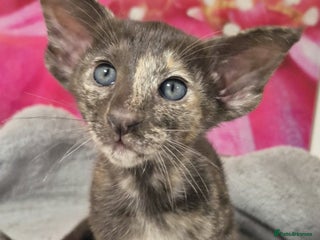 Oriental cats Oriental and Siamese kittens. - Advert 1