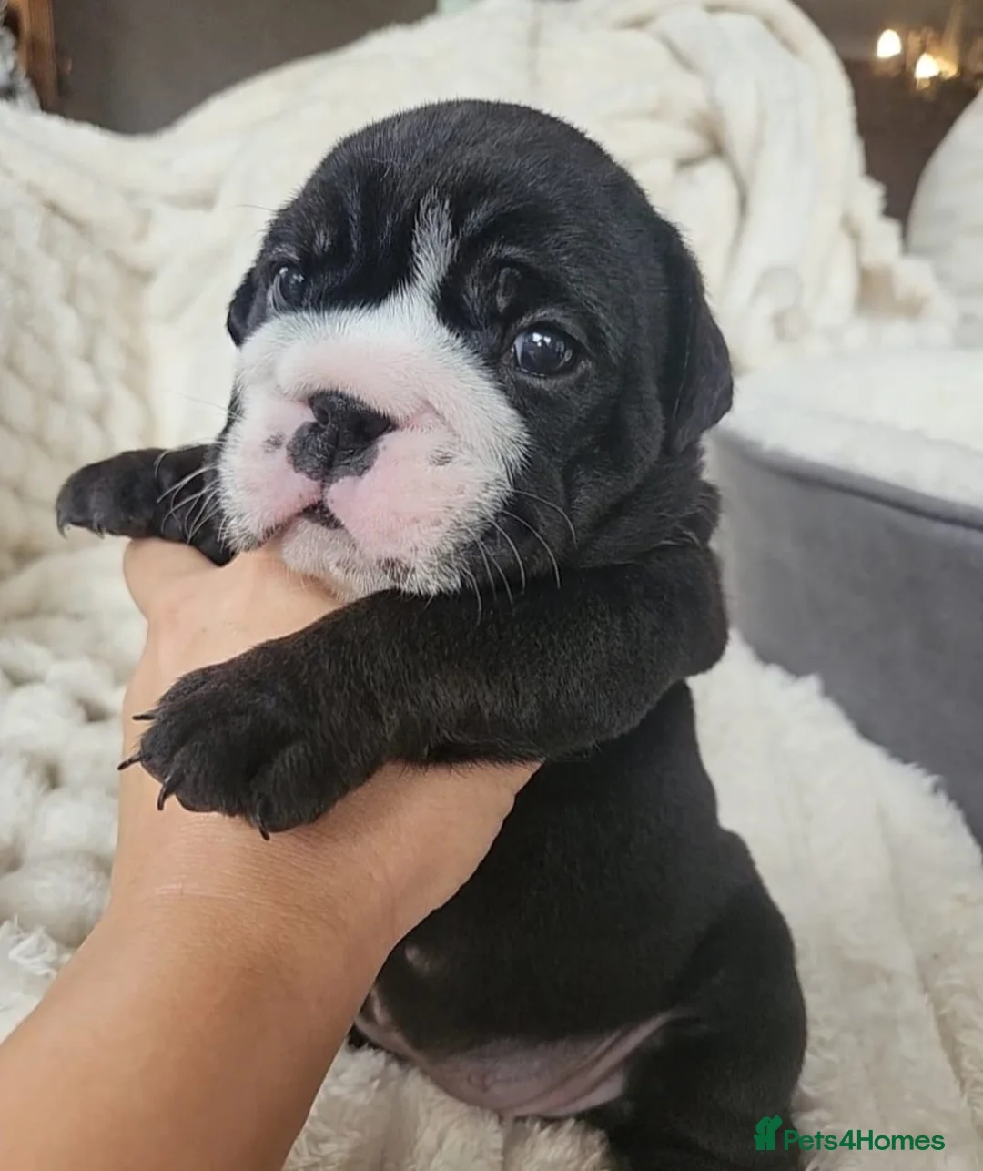 English Bulldog dogs for sale: Sweet, Playful English Bulldog Puppies Ready Soon! - Advert 10
