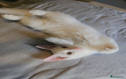 Turkish Angora cats for sale: Adorable 2 Kittens - Image 3