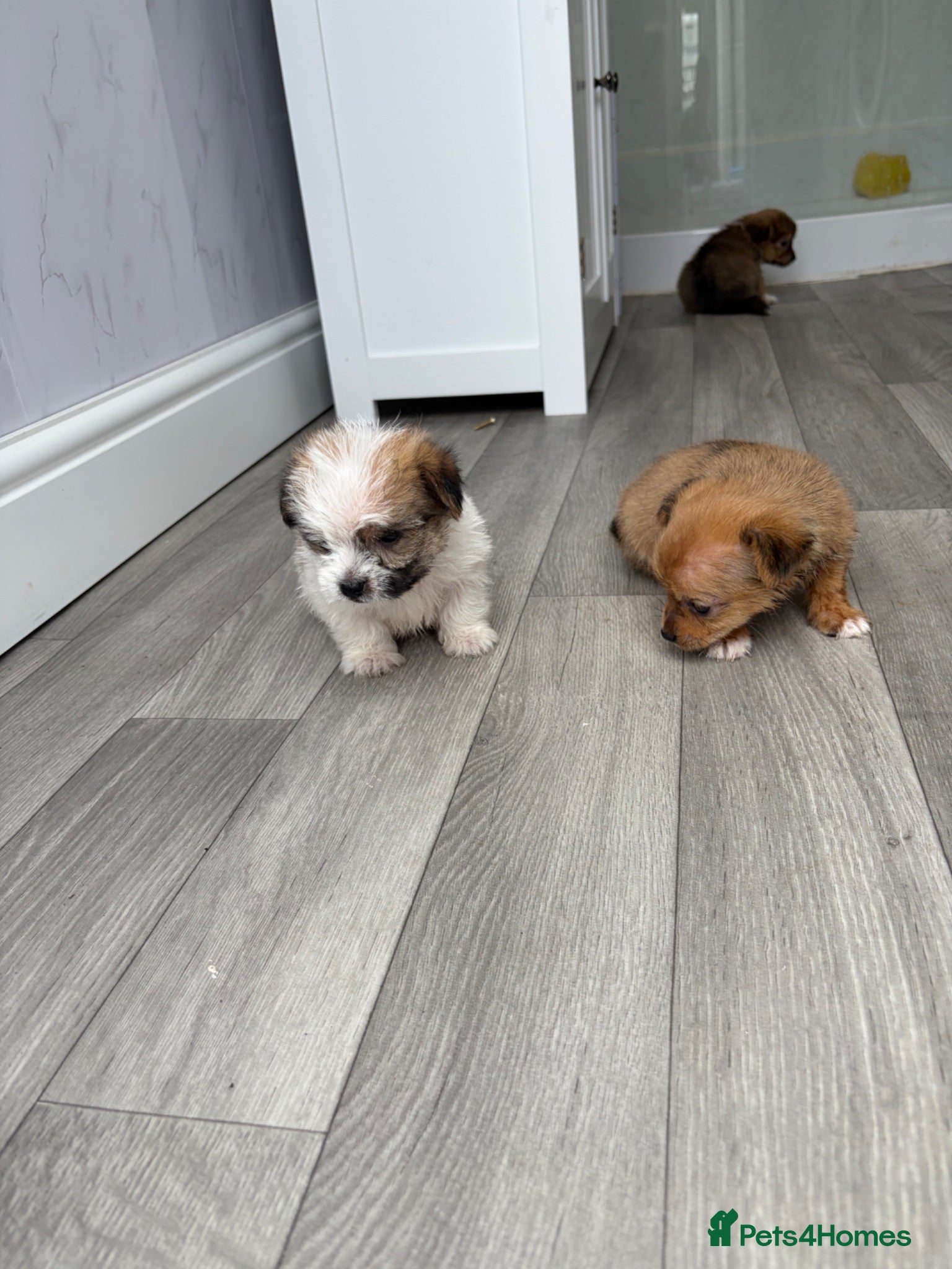 Mixed Breed dogs Yorkie x jack russle puppies  - Advert 1