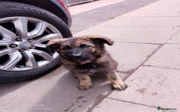 German Shepherd dogs for sale: German shepherd bitch  - Image 1