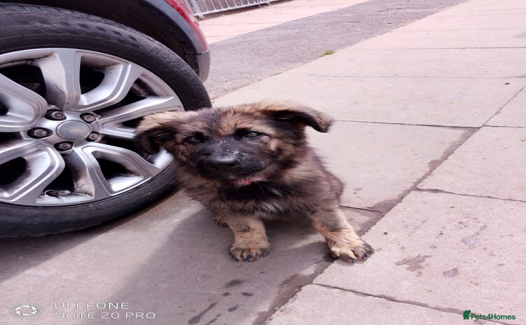 German Shepherd dogs - Advert 11
