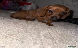 Miniature Dachshund dogs for sale: Miniature dachshund pups  - Image 7