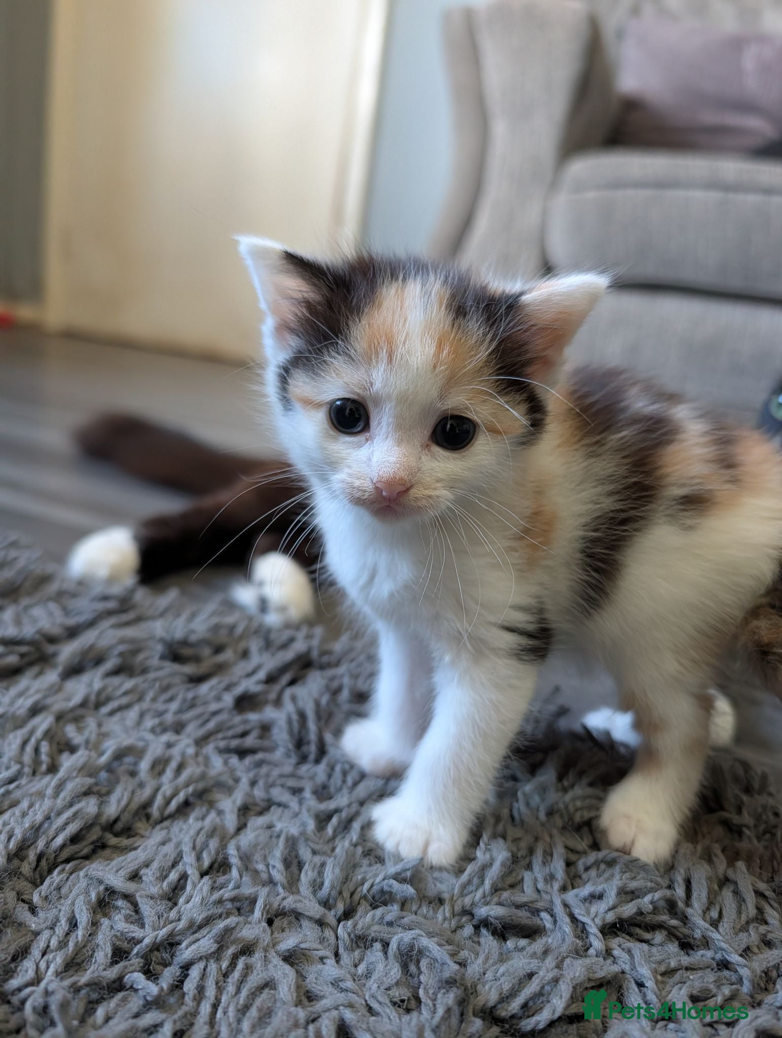 Mixed Breed cats Kittens looking for a forever home - Advert 15