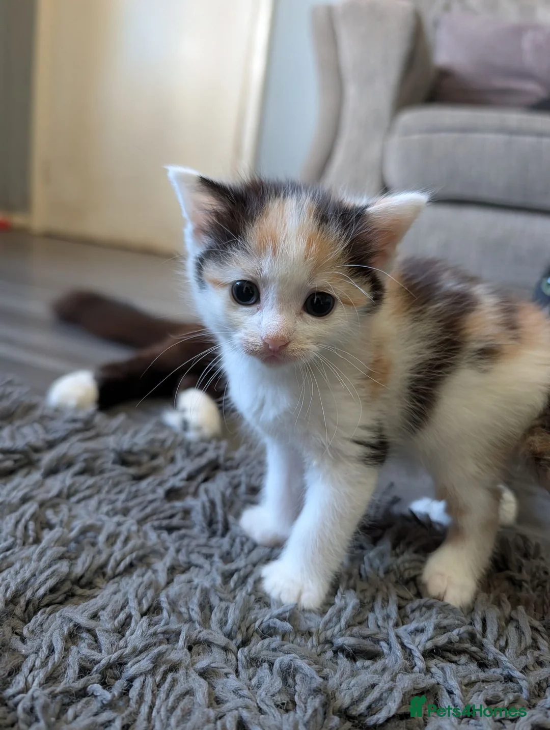 Mixed Breed cats for sale: Kittens looking for a forever home - Advert 1