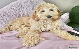 Australian Labradoodle dogs for sale: Australian Labradoodles RED&WHITE - Waiting list  - Image 15