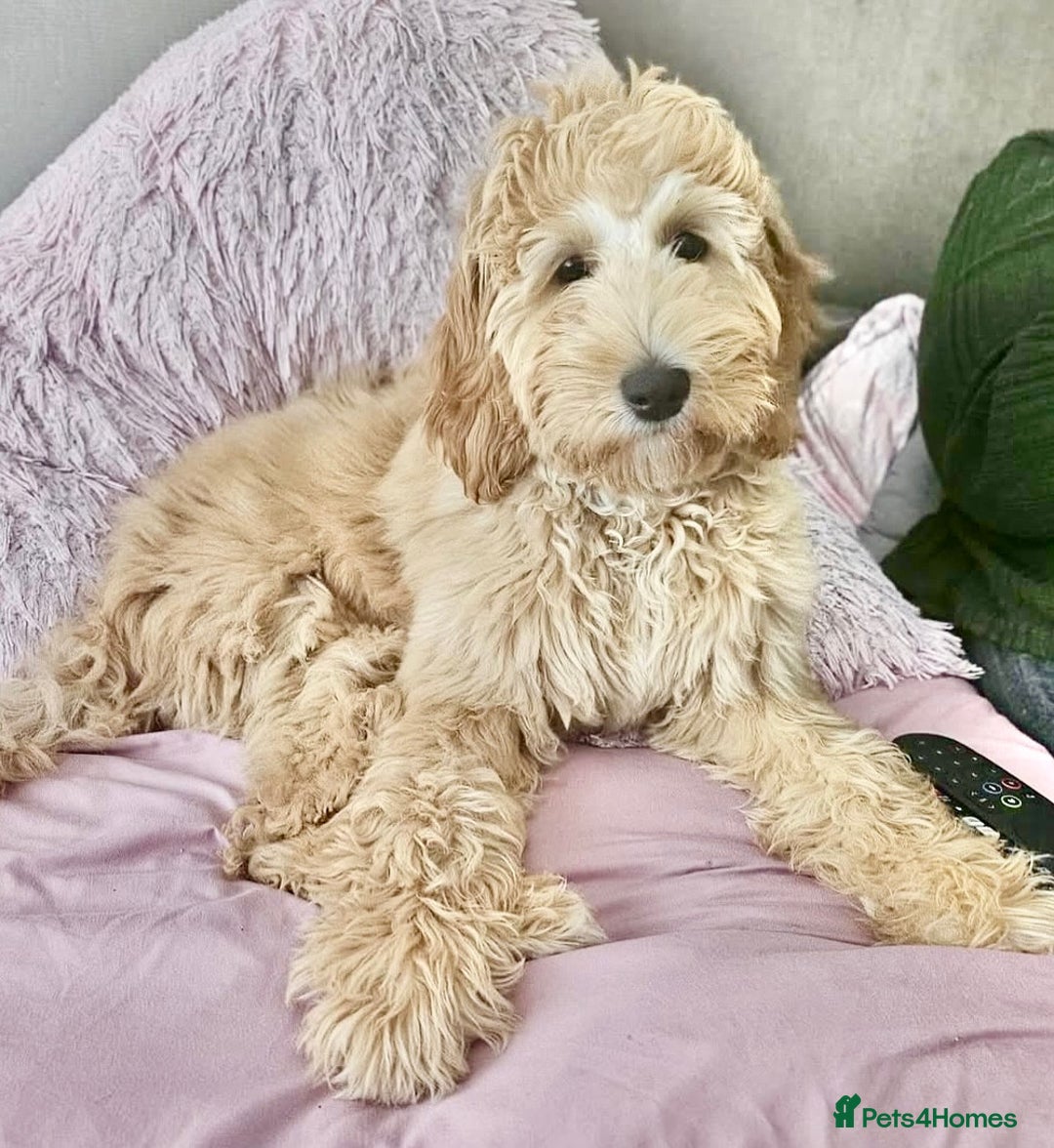 Australian Labradoodle dogs for sale: Australian Labradoodles RED&WHITE - Waiting list  - Image 15