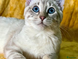 Bengal cats Breathtaking rare polydactyl snow leopard - Advert 20