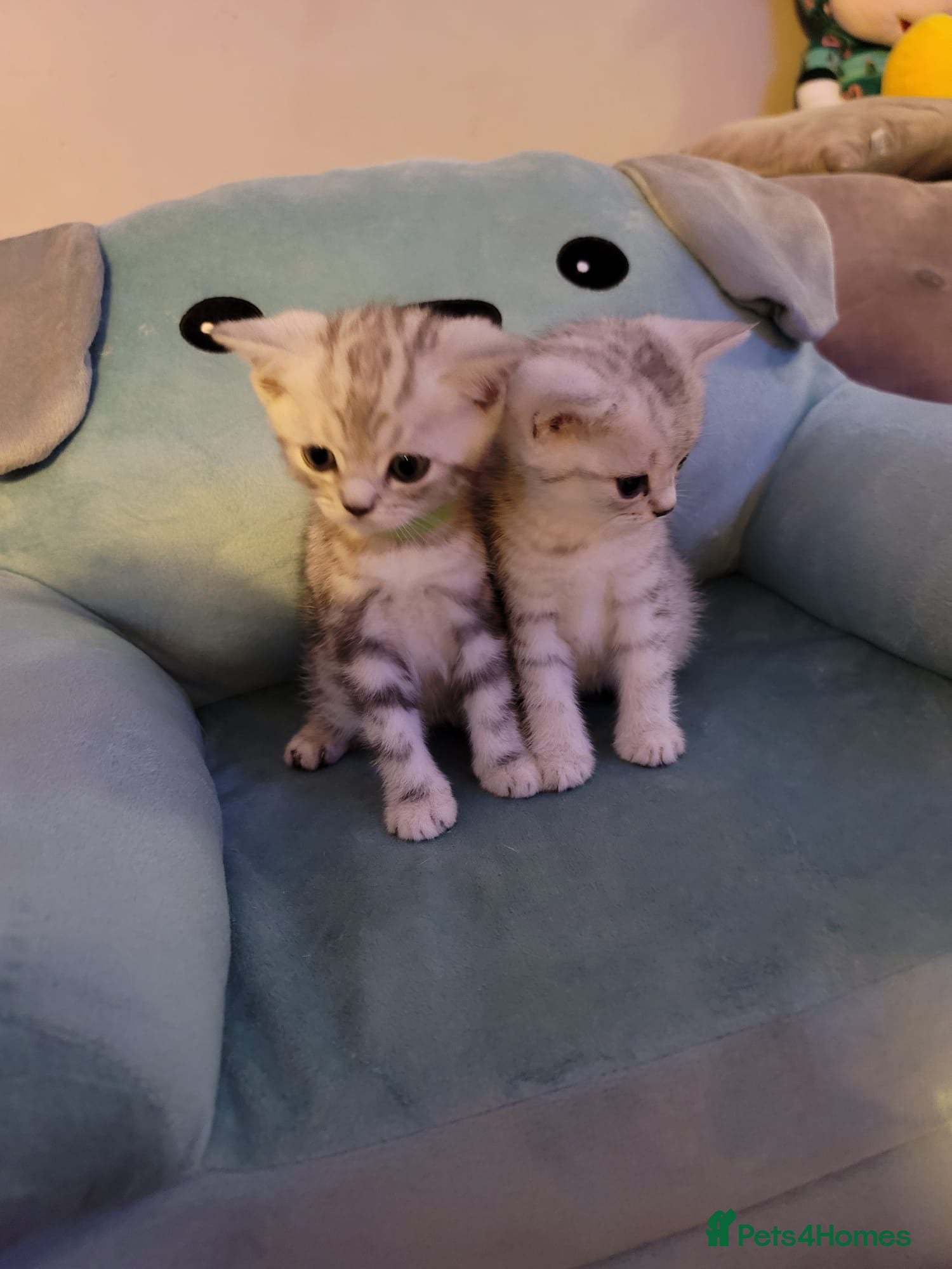 British Shorthair cats for sale: Beautiful kittens – 2 Boys & 2 Girls Ready Now  - Advert 15