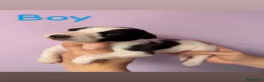 Lurcher 2