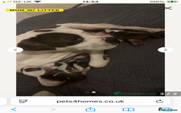 American Bulldog dogs for sale: american bulldog puppies - Image 3