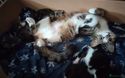 Mixed Breed cats for sale: 6 week old kittens looking for forever home - Image 7