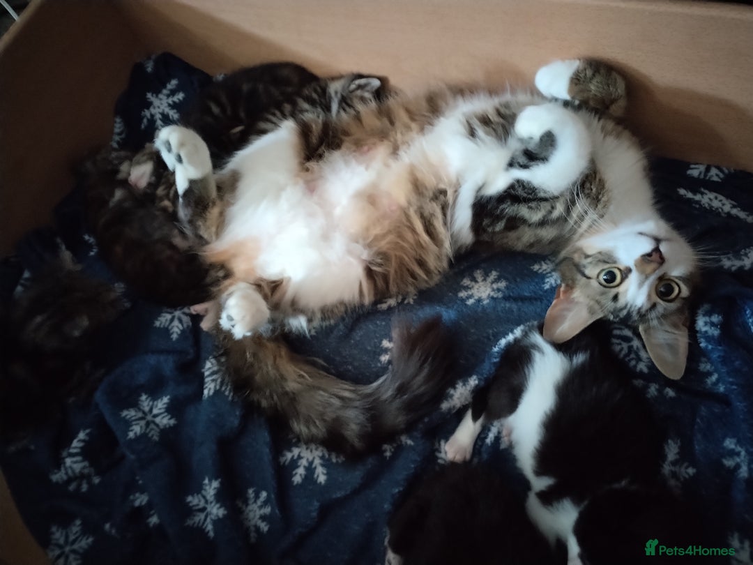 Mixed Breed cats for sale: 6 week old kittens looking for forever home - Image 7