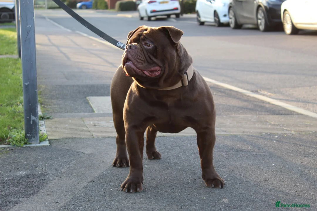 Olde English Bulldogge dogs for sale: Pure chocolate olde English bulldog  - Advert 4