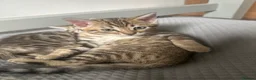 Bengal cats for sale: 2 Beautiful Male Bengal Cross Ragdoll Kittens  - Advert 7