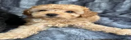 Toy Poodle dogs for sale: KC Toy Poodles Health Tested Parents - Advert 8