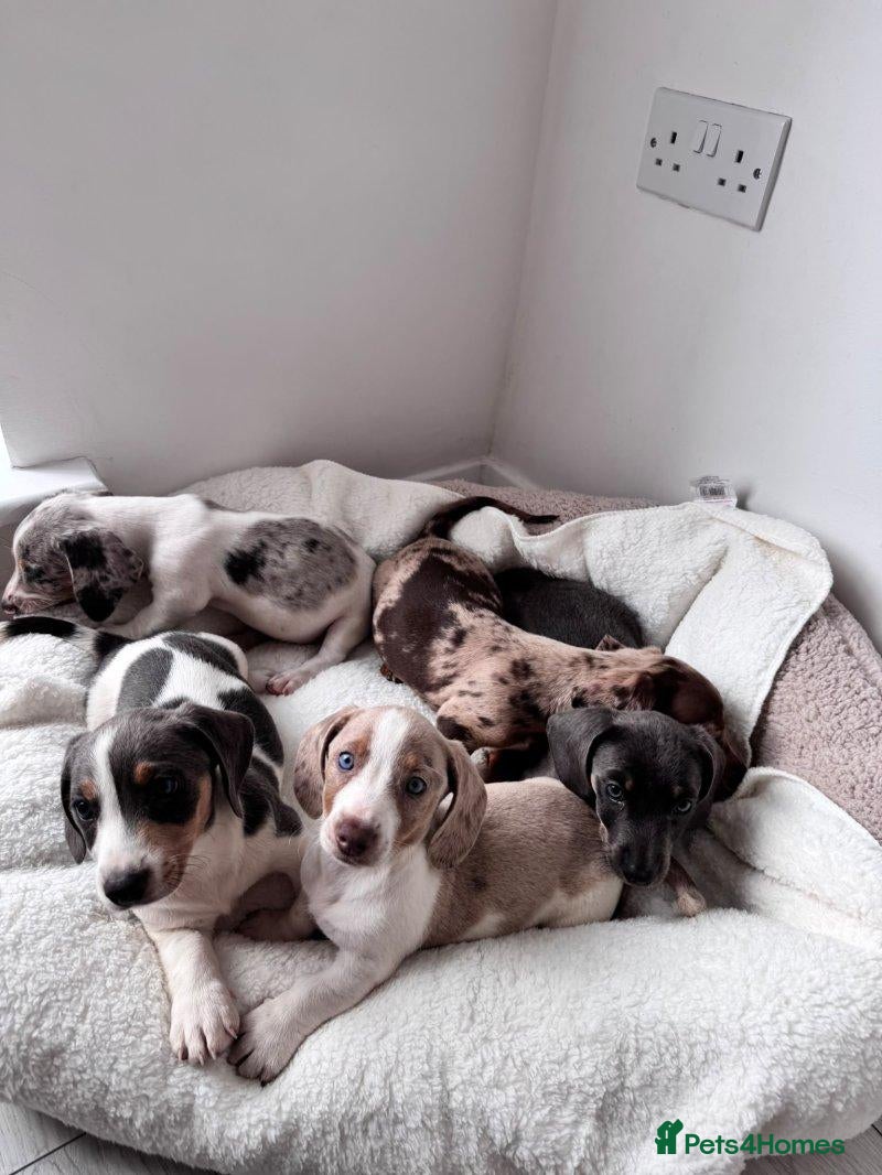 Miniature Dachshund dogs lovely miniature dachshund puppies for sale - Advert 2