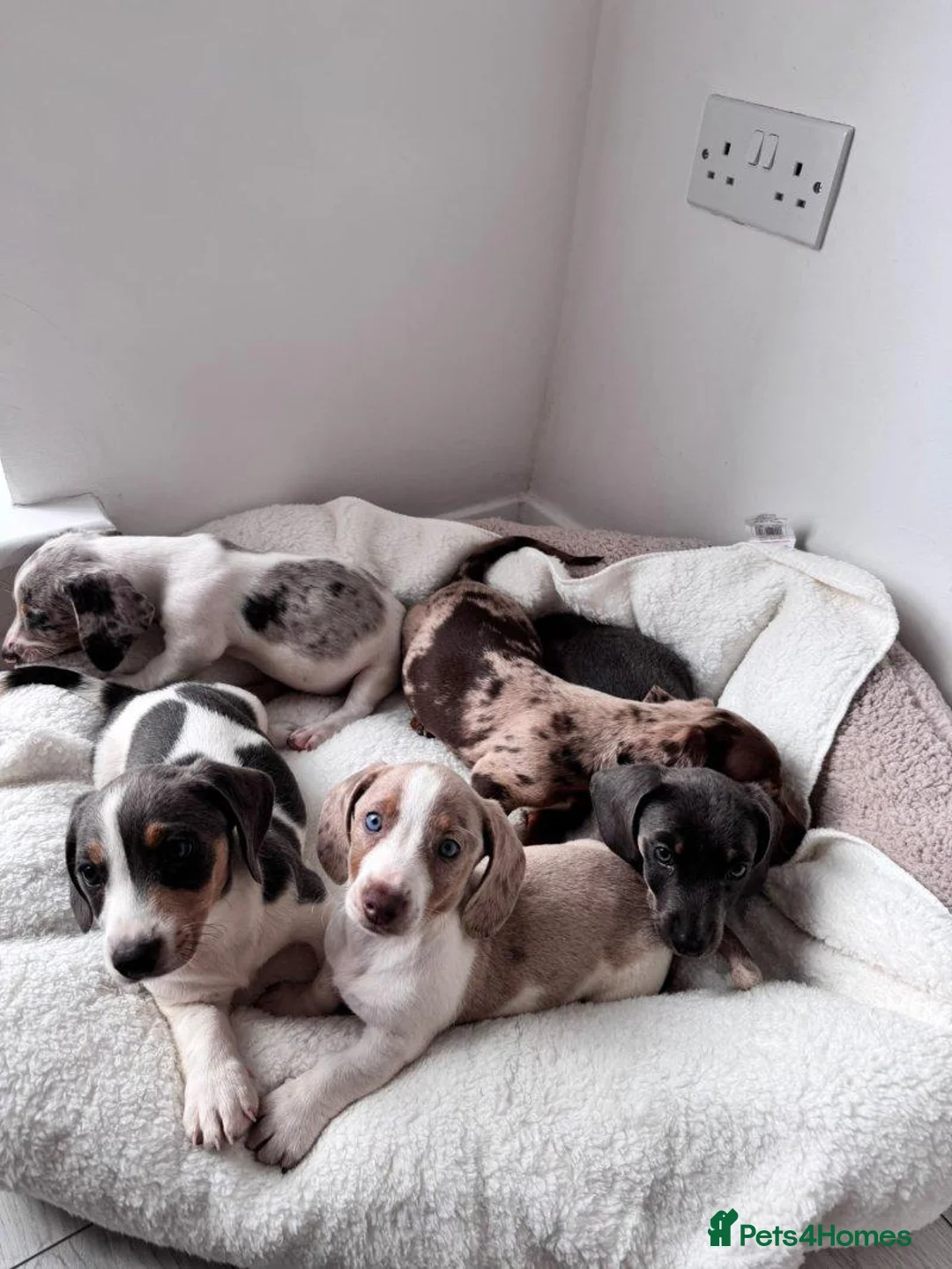 Miniature Dachshund dogs for sale: lovely miniature dachshund puppies for sale in Maidstone - Advert 1