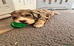 Cockapoo dogs for sale: F1 Cockapoo puppies  - Image 4
