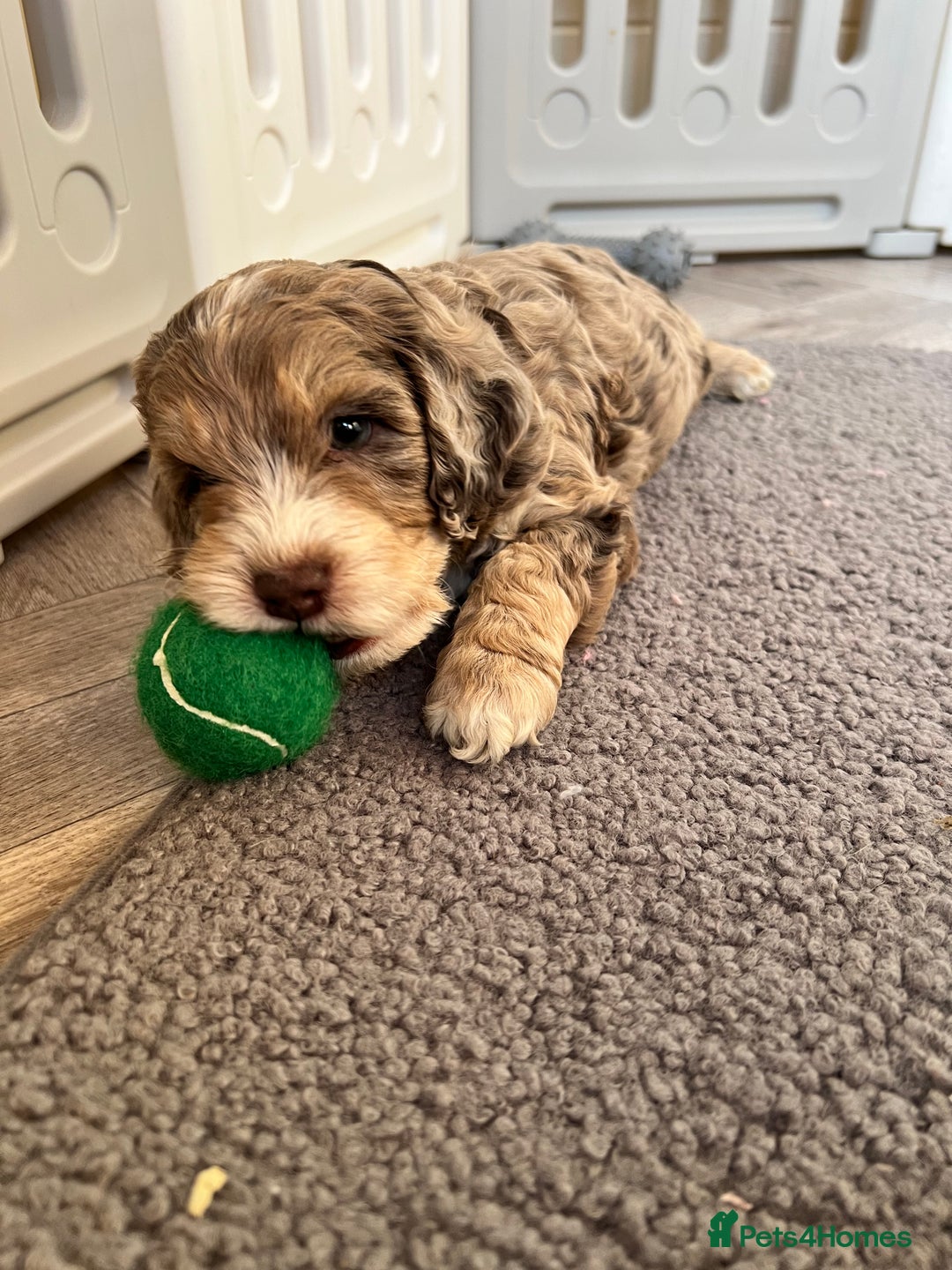 Cockapoo dogs for sale: F1 Cockapoo puppies  - Image 4