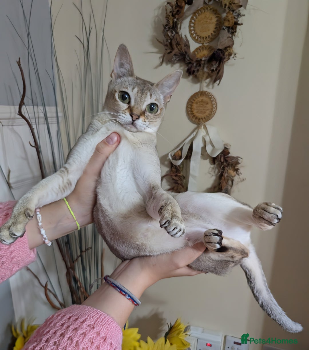 Singapura cats for sale: Singapura girl  - Image 3