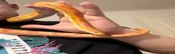Corn Snake reptiles for sale: Rita and rody  - Advert 3