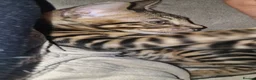 Bengal cats for sale: TICA Genetic Health Tested Kittens - Advert 18