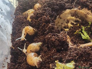 Snails invertebrates Giant African Land Snails - Advert 1