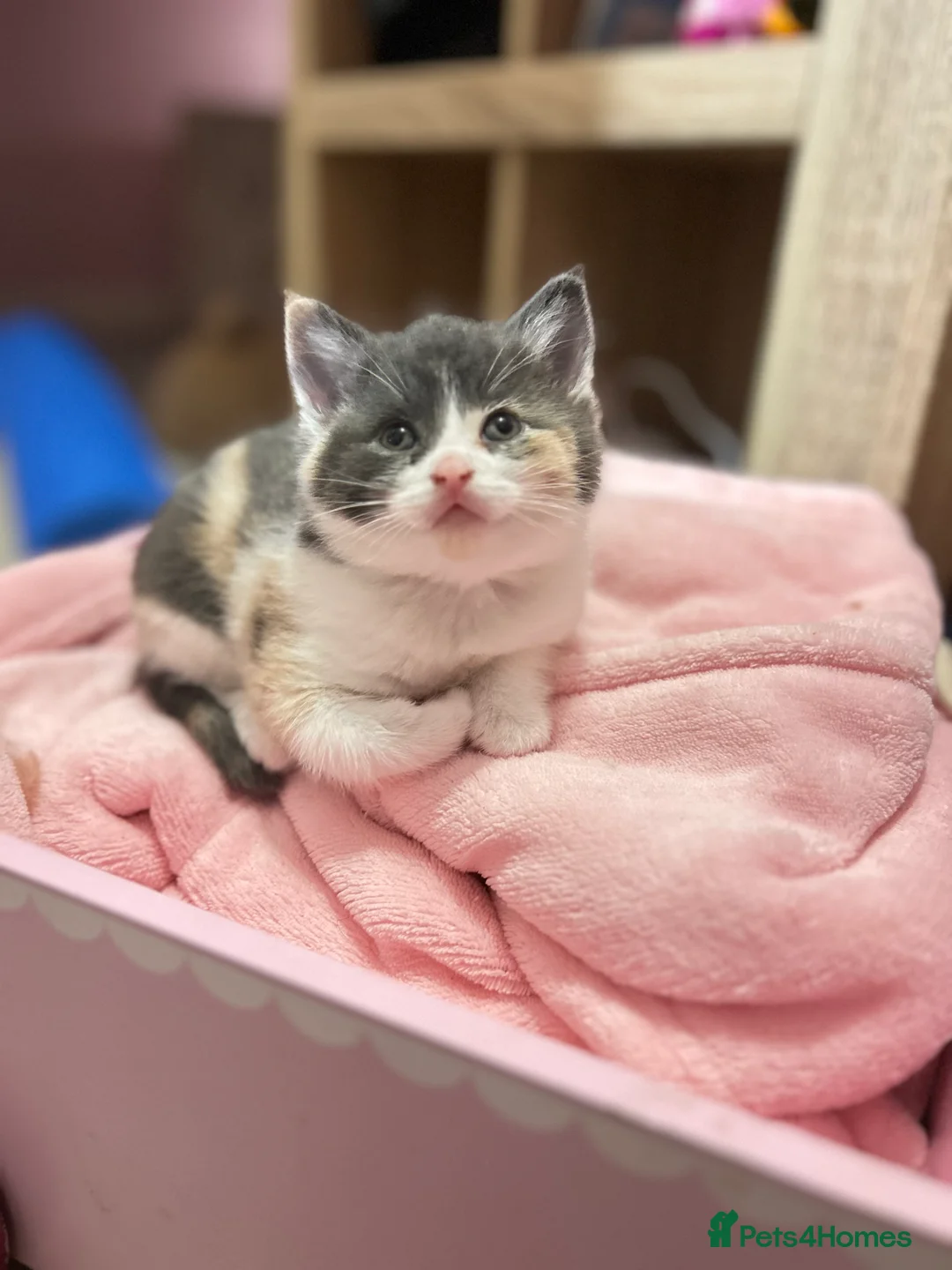 British Shorthair cats for sale: British Shorthair Kittens - Available Now  - Advert 13