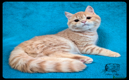 Scottish Fold cats for sale: TICA Registered Scottish kittens - Image 34