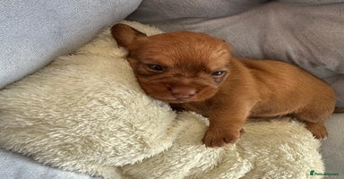 Mixed Breed dogs - Advert 4