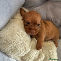 Mixed Breed dogs - Advert 4