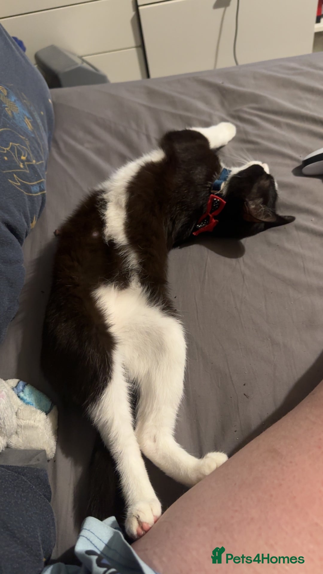 Mixed Breed cats for sale: Beautiful 2 year old moggie  - Image 1