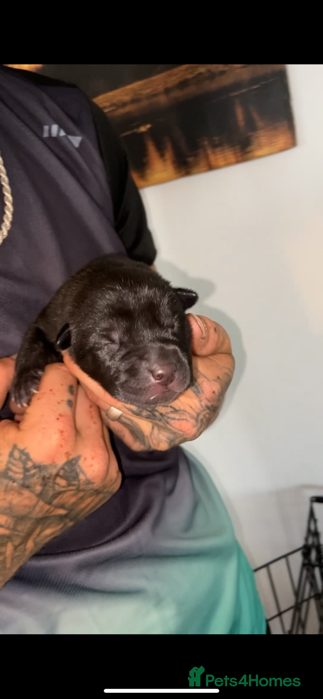 Mixed Breed dogs for sale: ⭐️Stunning Shar pei pups⭐️ - Image 5