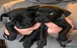 Patterdale Terrier dogs for sale: Patterdale puppies  - Image 6
