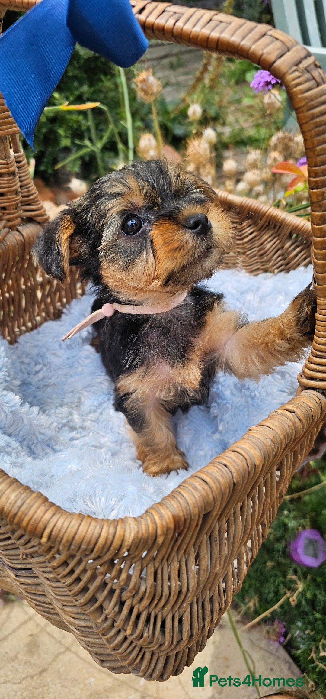 Yorkshire Terrier dogs for sale:  Yorkshire Terrier Puppies - Hampshire  - Image 6