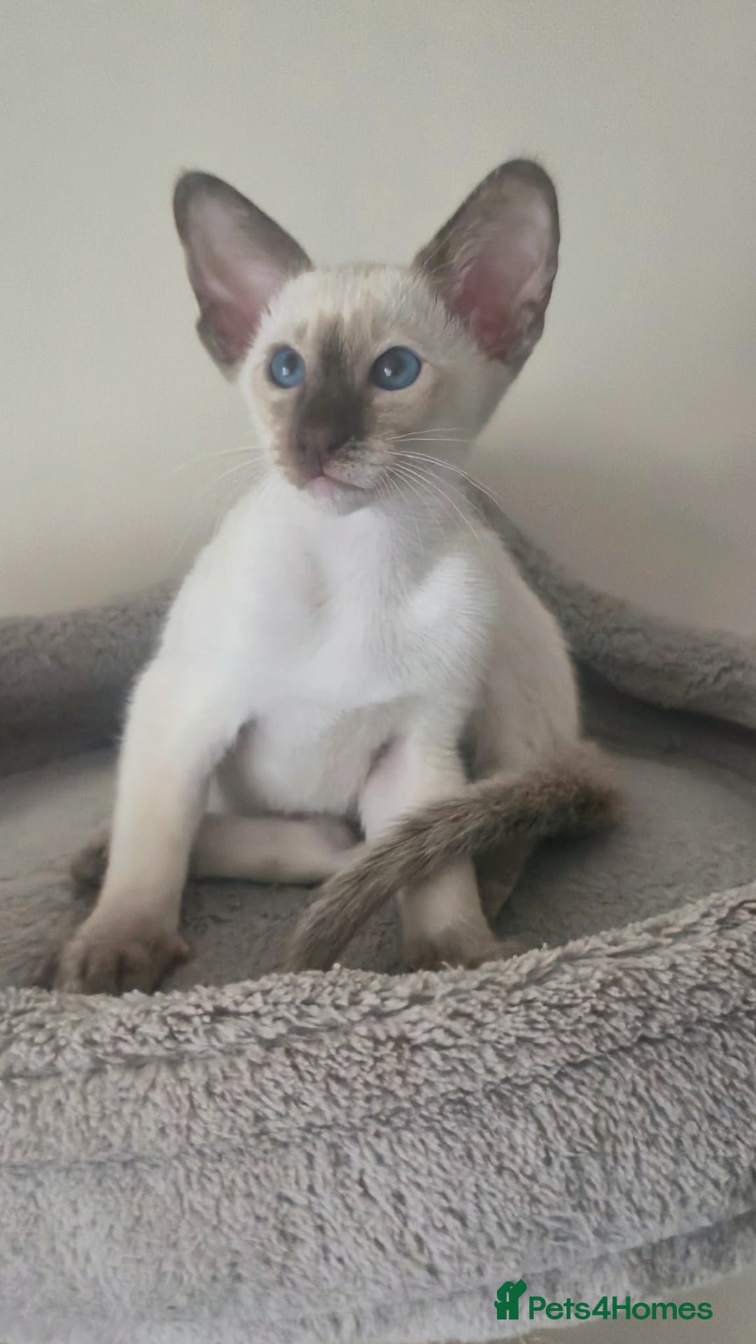 Siamese cats for sale: GCCF Registered Chocolate Tortie Siamese Girl. - Advert 7