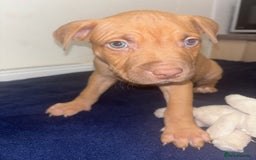 Mixed Breed dogs for sale: Staff puppies for sale!!!!! Weened and Ready now!! - Image 2