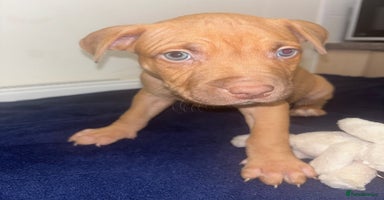 Mixed Breed dogs - Advert 6