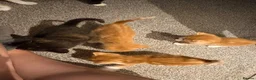 Mixed Breed cats for sale: 10x kittens for sale  - Advert 11