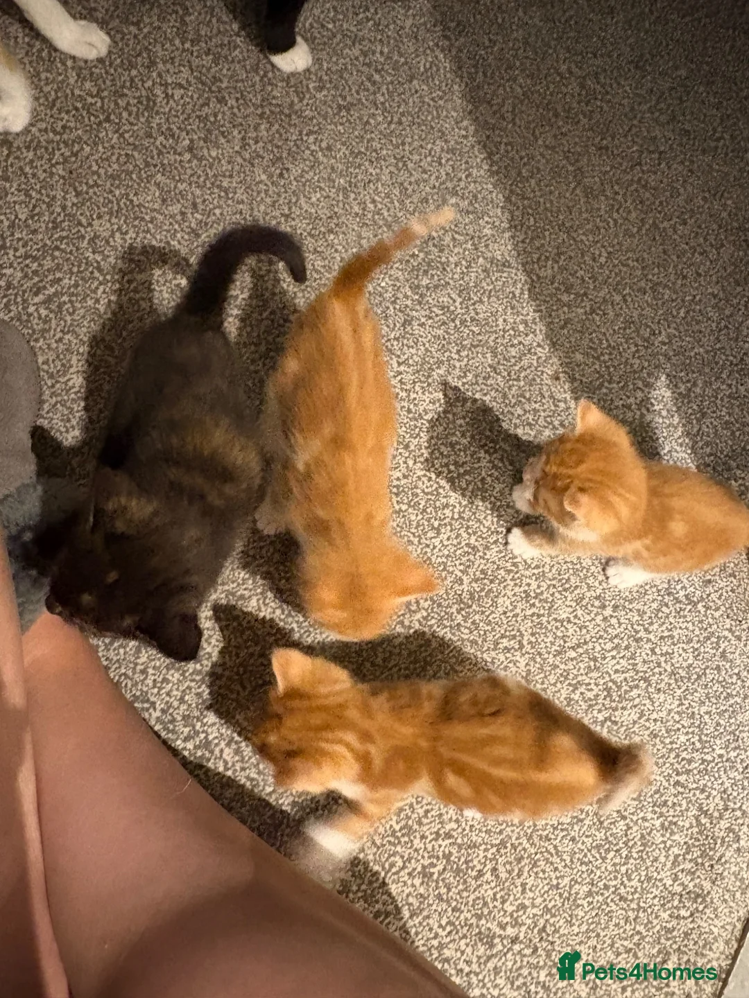 Mixed Breed cats for sale: 10x kittens for sale  - Advert 11