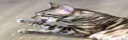 Bengal cats for sale: Rare Bengal colours - 3 Girls  - Advert 10