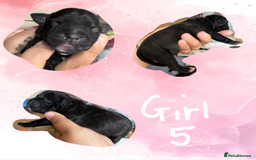Staffordshire Bull Terrier dogs for sale: Staffie Pups - Image 10