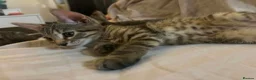 Mixed Breed cats for sale: Tabby torty cross in Derby - Advert 19