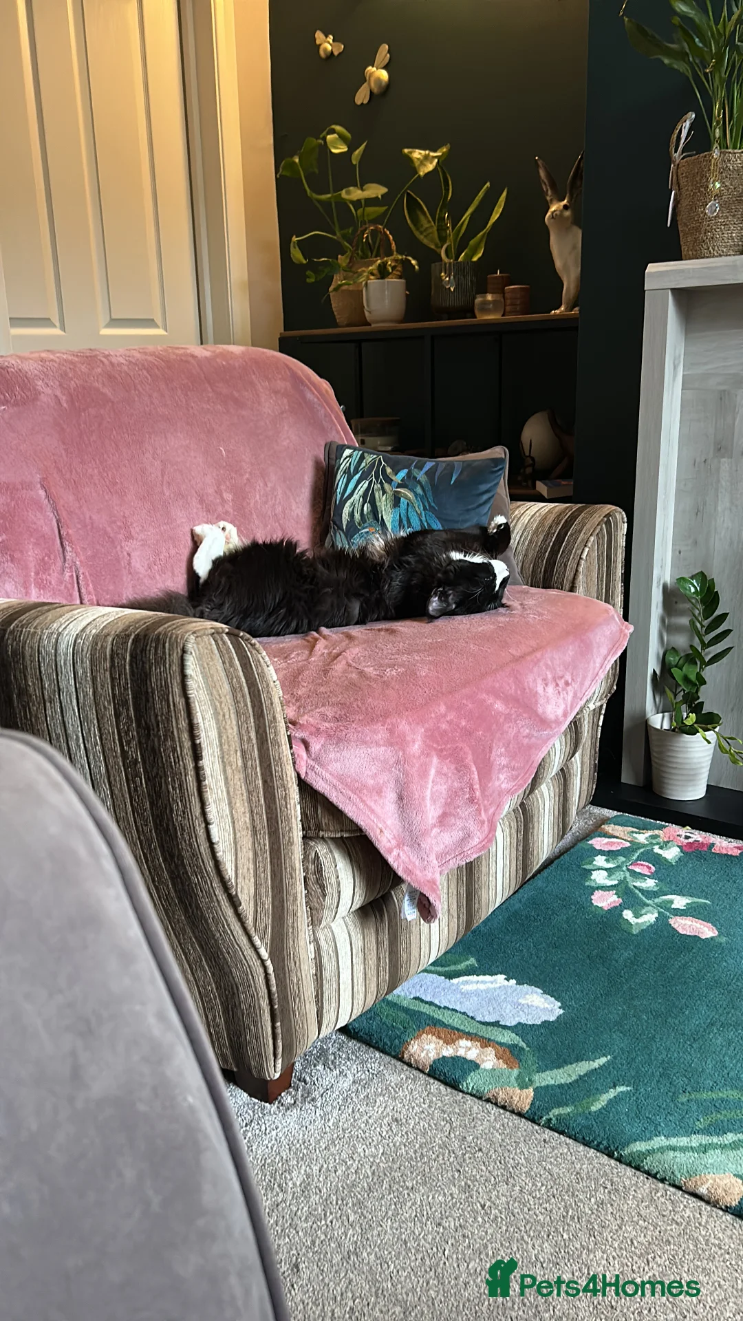Maine Coon cats for sale: 7 month old Tuxedo Maine Coon Male Kitten - Advert 4